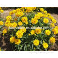 High sprouting rate Tinctorial Coreopsis seeds for sale